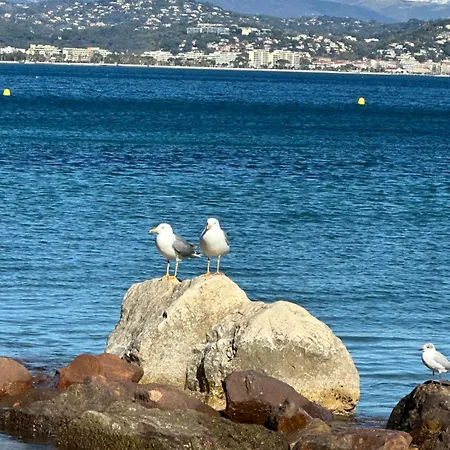Vue Sur La Baie De Cannes Piscine Randonnee Au Pied De L Esterel Cezanne Apartment
